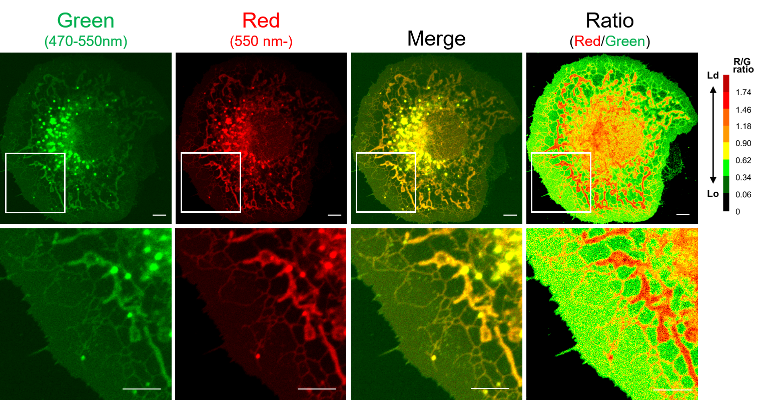 Ratiometric imaging of COS7 cells