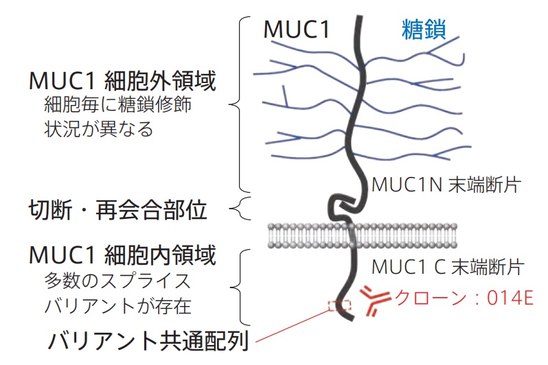 MUC1（Mucin1）