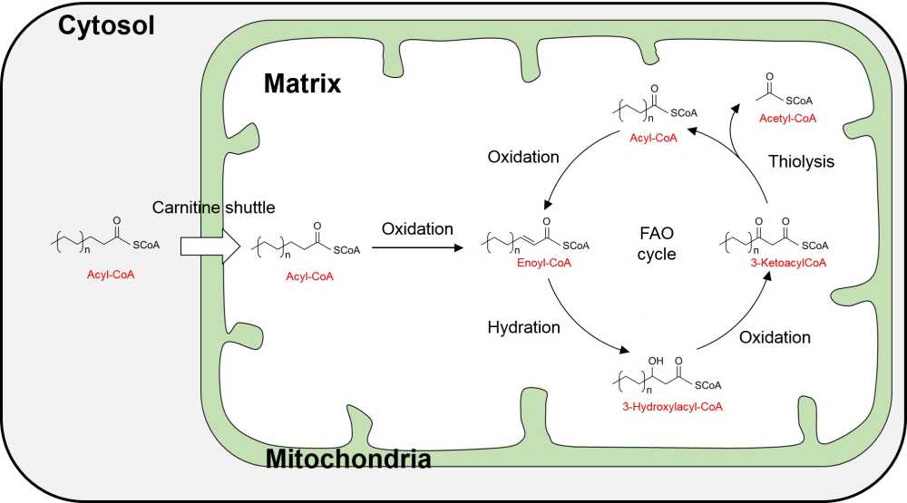 脂肪酸β酸化(Fatty acid beta-oxidation; FAO)とは