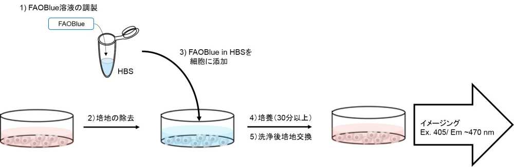  FAOBlueの操作方法概略