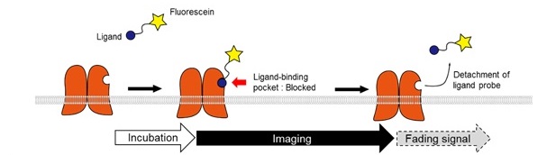 Ligand-based probe
