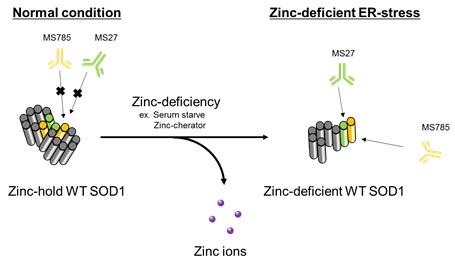 Zinc deficiency