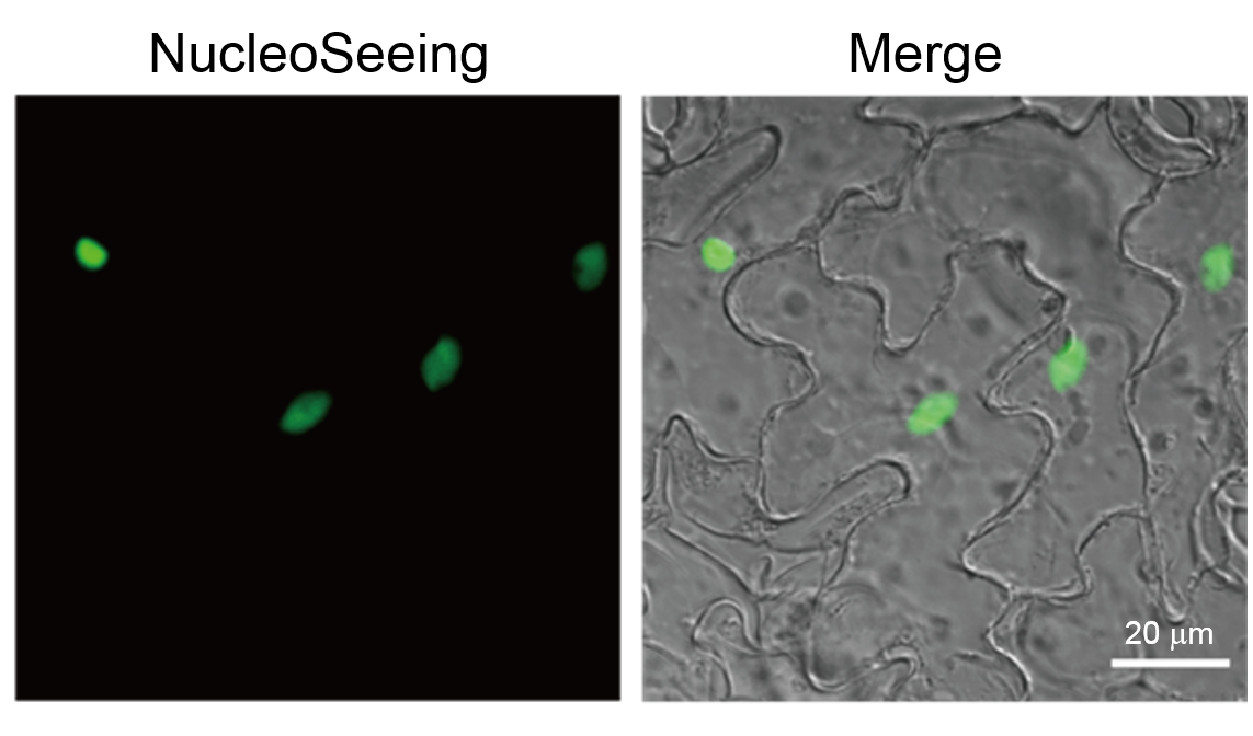 NucleoSeeingを用いたシロイヌナズナの表皮細胞の染色例
