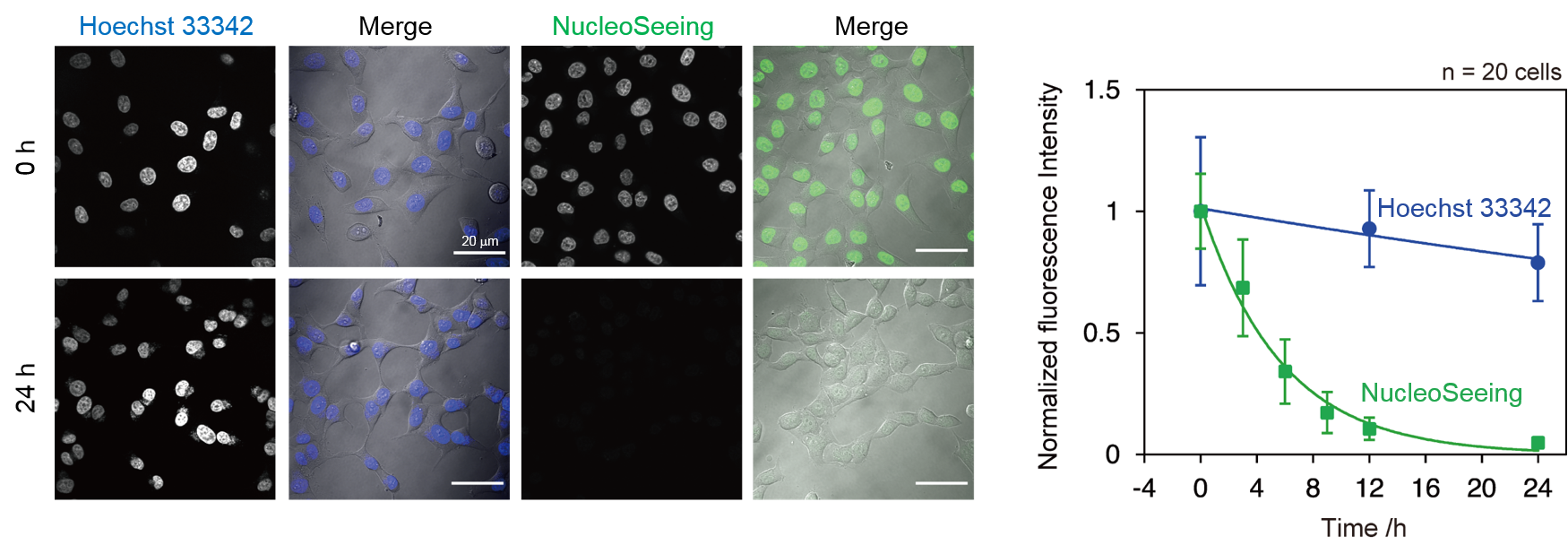 NucleoSeeingを用いた可逆的な染色