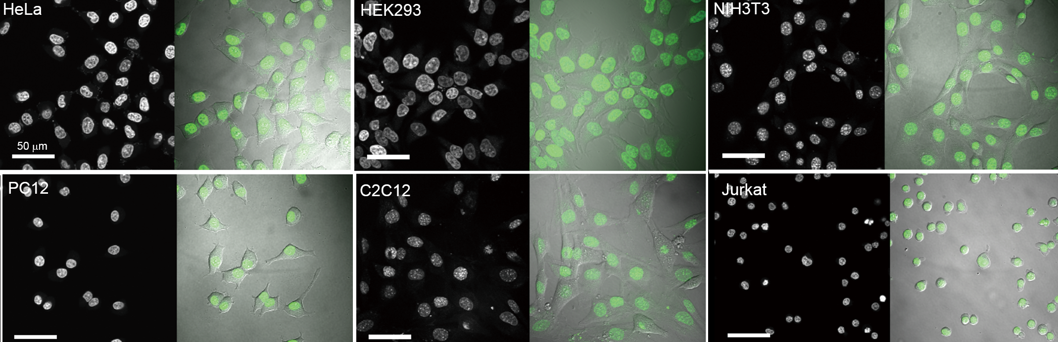 NucleoSeeingを用いた様々な培養細胞の核染色