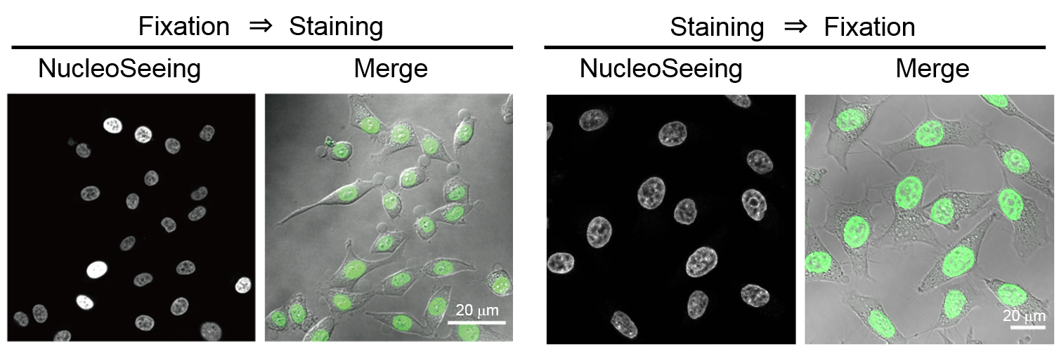 NucleoSeeingを用いた固定細胞（HeLa細胞）の染色例