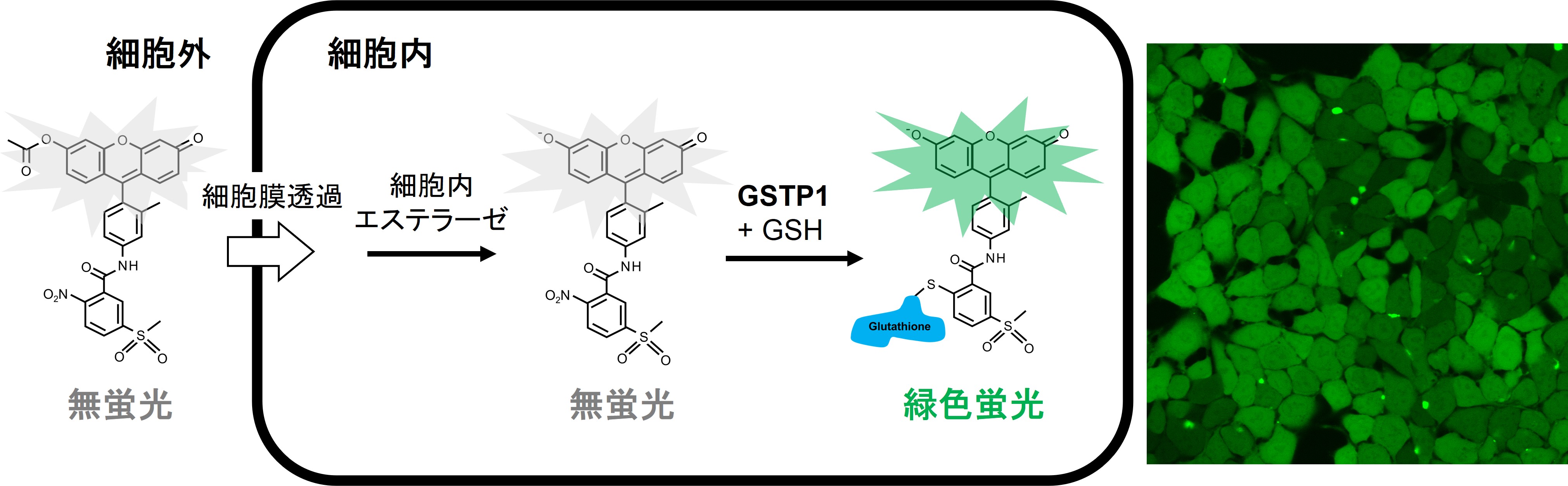 CellFluor GSTP1による生細胞内のGSTP1酵素活性測定