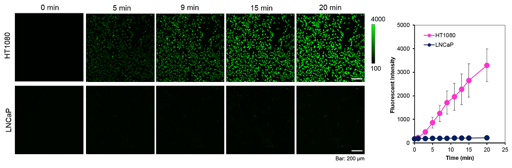 CellFluor GSTP1による生細胞レベルでの反応速度解析
