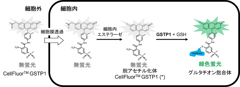 CellFluor GSTP1による生細胞作用機序