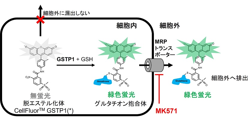 MRPトランスポーターがCellFluor GSTP1に及ぼす影響