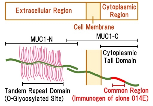 Mucin-1 gene expression