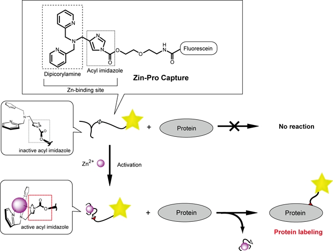 Zin-Pro Captureの亜鉛応答性タンパク質標識原理