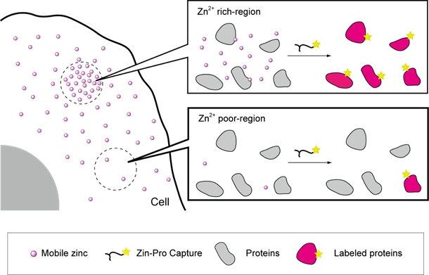 Zin-Pro Captureによる細胞内のタンパク質標識の様子