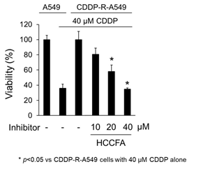 Fig.2 A549 cells or CDDP-R-A549 cells (cisplatin-resistant A549 cells) were treated with 0 to 40 μM of HCCFA for 2 hours and cultured for 24 hours under culture media containing CDDP (cisplatin) 40 μM.