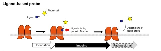 Ligand-based probe