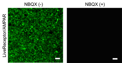 Fig.2 Live cell imaging of labelled endogenous AMPARs in cultured slice tissue