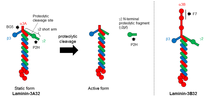Fig.1 Structure of Laminin 3A32, 3B32 and γ2pf fragment with epitopes of 3 clones (F7, BG5 and P2H).