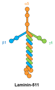 Fig.2 Structure of Laminin-511