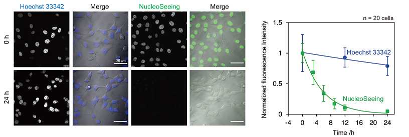 Fig.2 Reversible staining of NucleoSeeing