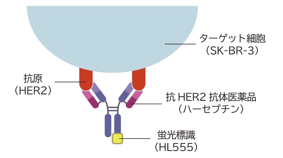 標的細胞と抗HER2抗体医薬品の結合イメージ