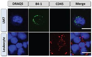 Anti-Cell Surface Vimentin (CSV) モノクローナル抗体