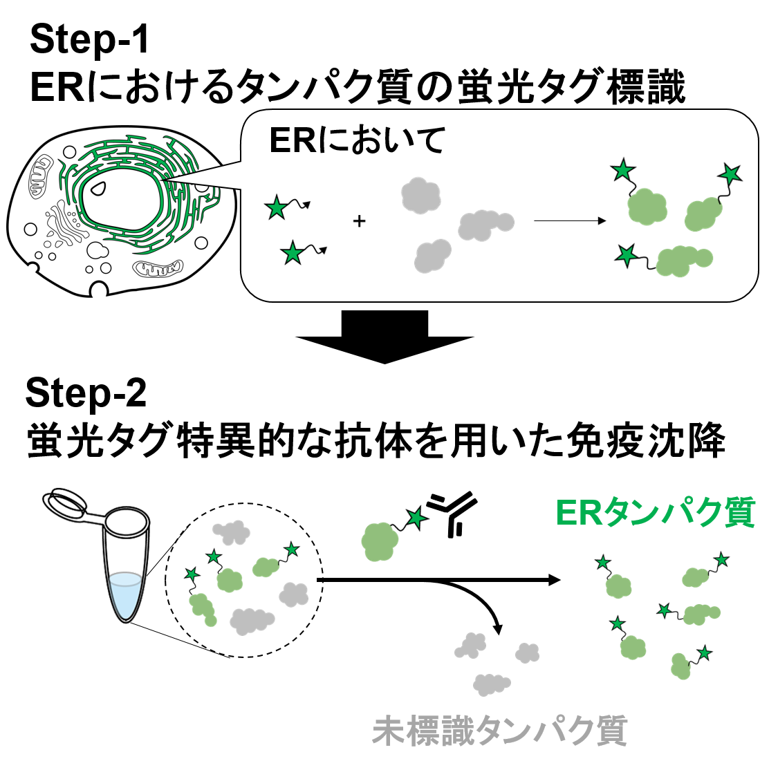 ER-Protein-Capture