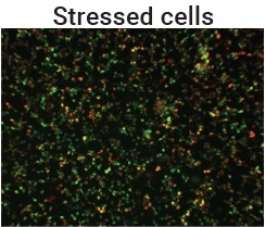 Stressed-Cell