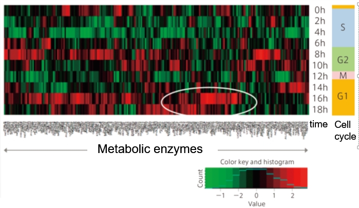 Example #2:  Profiles of Human Metabolic Enzymes among Cell Cycles