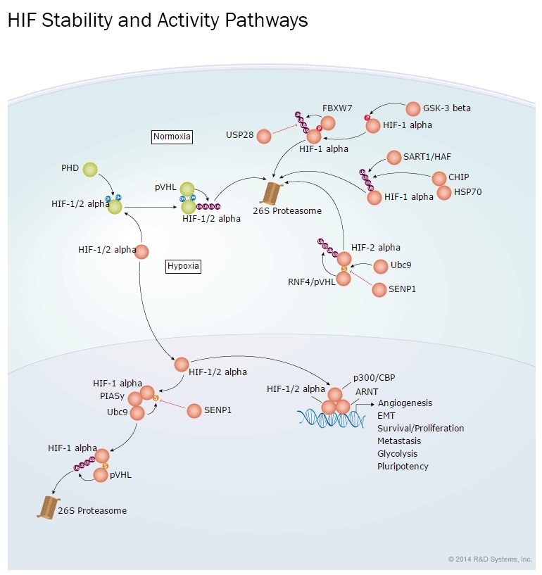 RSD社のHIF Transcription Factor Stability and Activity
