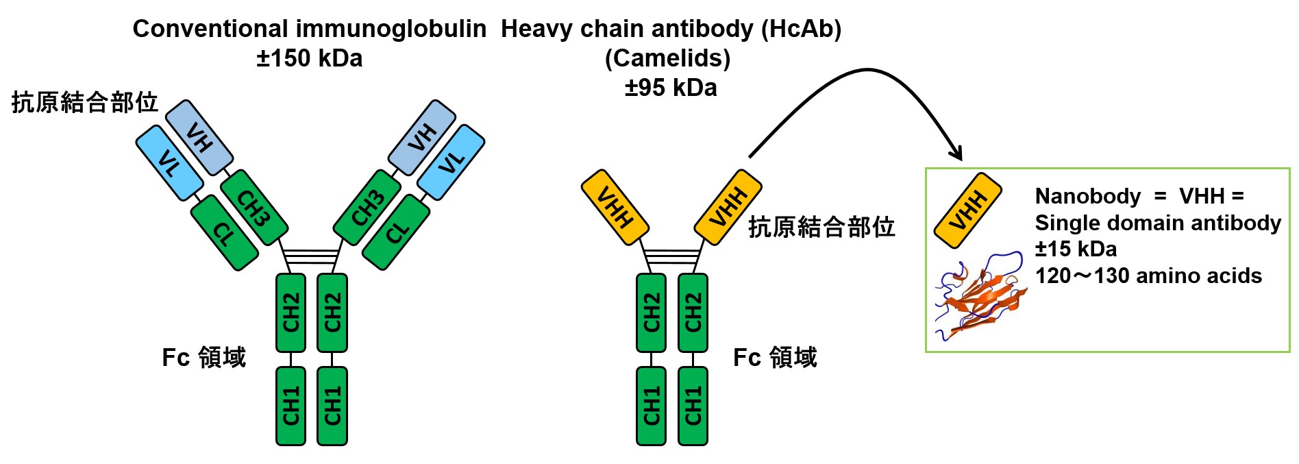 VHH抗体の構造