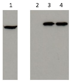 HEK293T細胞ライセートからを用いた免疫沈降によって単離したβ-cateninのウエスタンブロット像