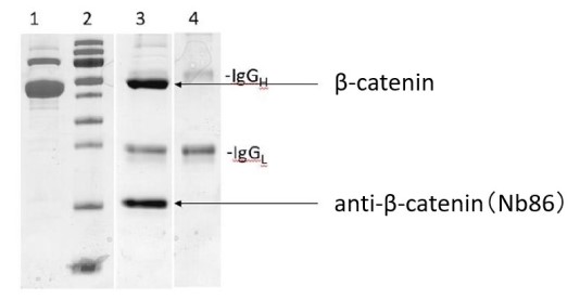 プルダウンしたβ-catenin組換え体タンパク質のSDS-PAGE像