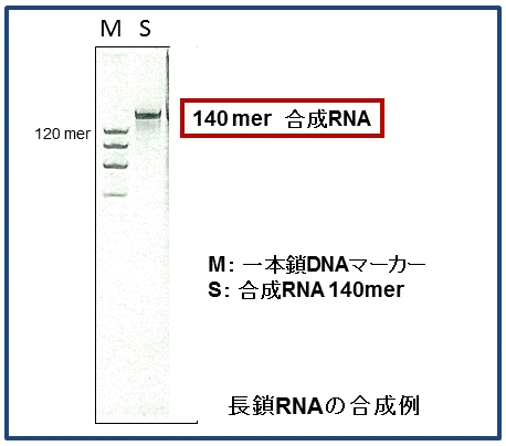 RNAの合成例