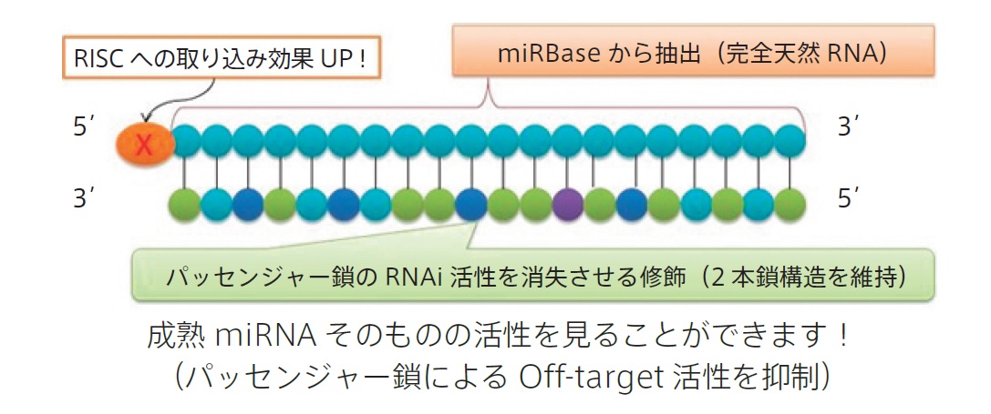 miRNA mimicの構造
