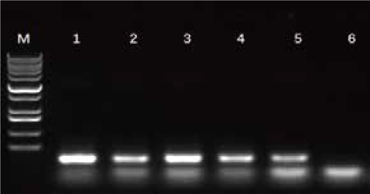 SPINeasy-DNA-Kit-for-Soil-16S-rRNA-Gene-PCR