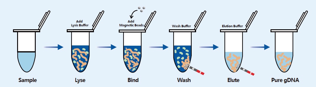 MagBeads FastDNA Kit for Feces-Procedure