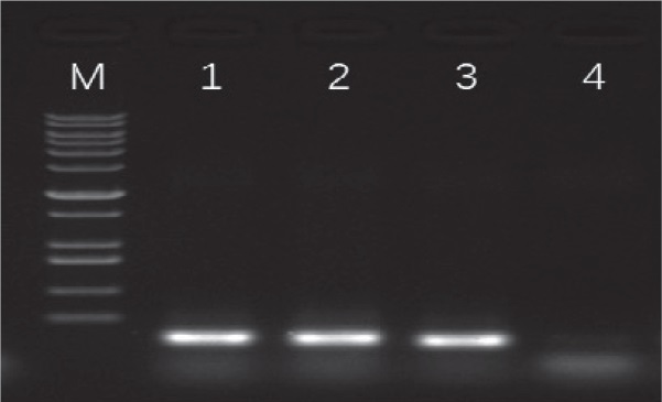 SPINeasy-DNA-Kit-for-Feces-16S-rRNA-Gene-PCR