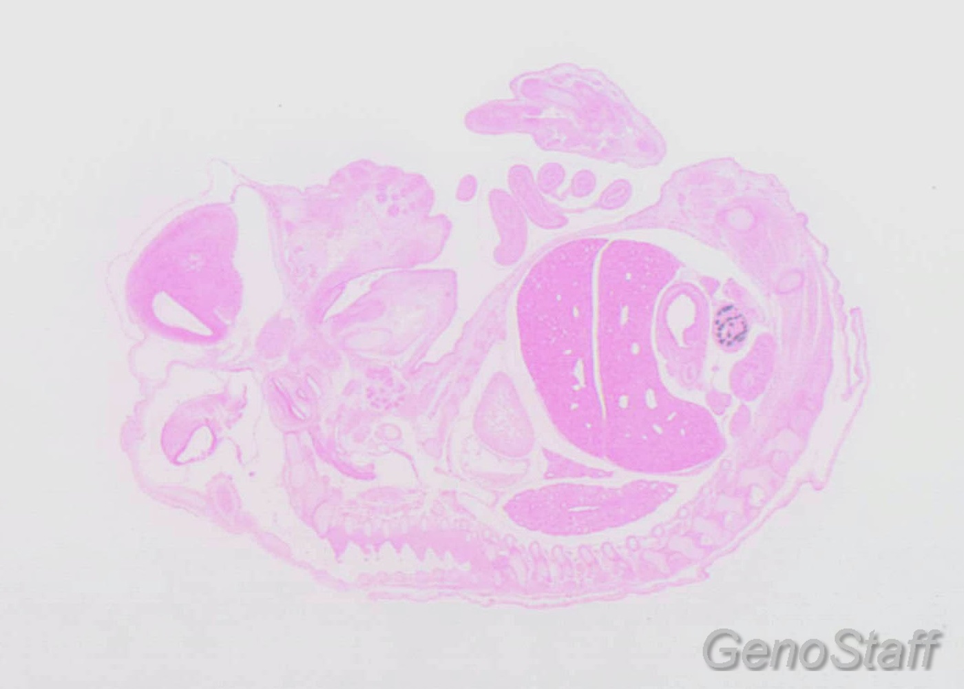 マウスISH用RNAプローブ染色例