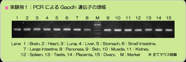 Gapdh遺伝子増幅確認