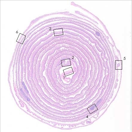 マウス腸管ロール組織切片の染色例