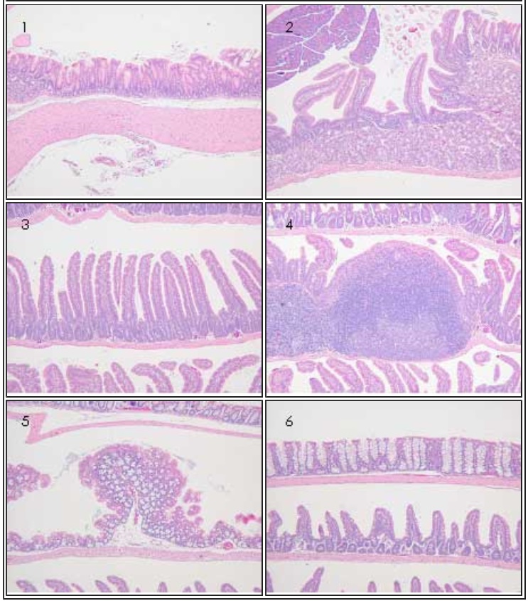 マウス腸管部分組織切片の染色例