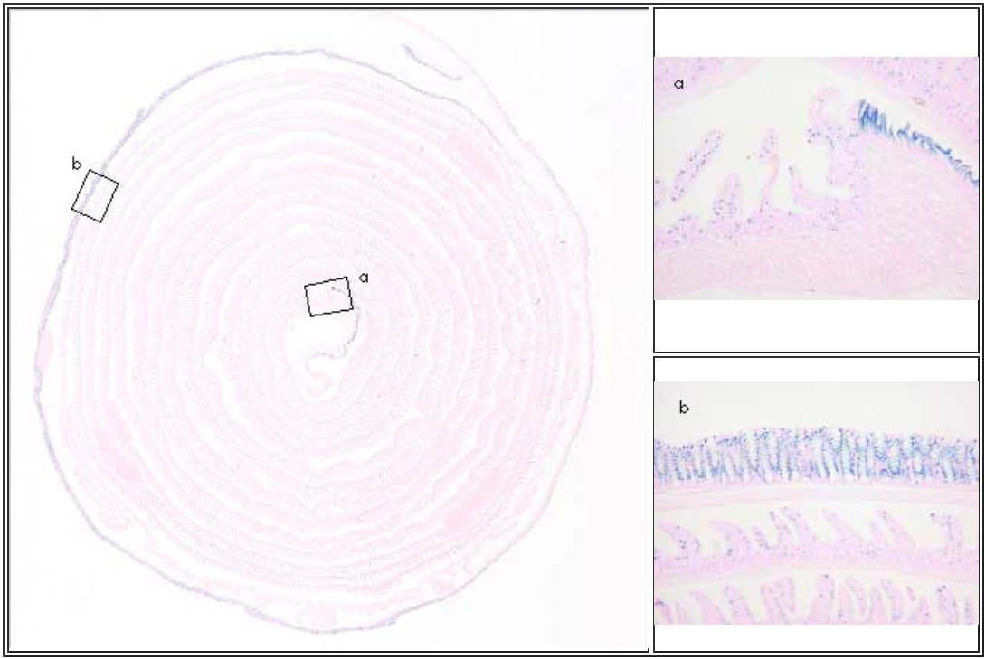 ISHマウス腸管ロールの染色例