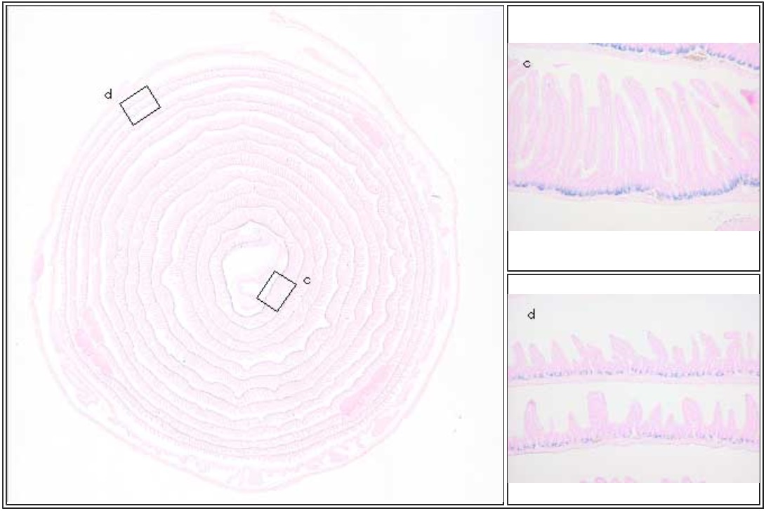 ISHマウス腸管部分組織の染色例