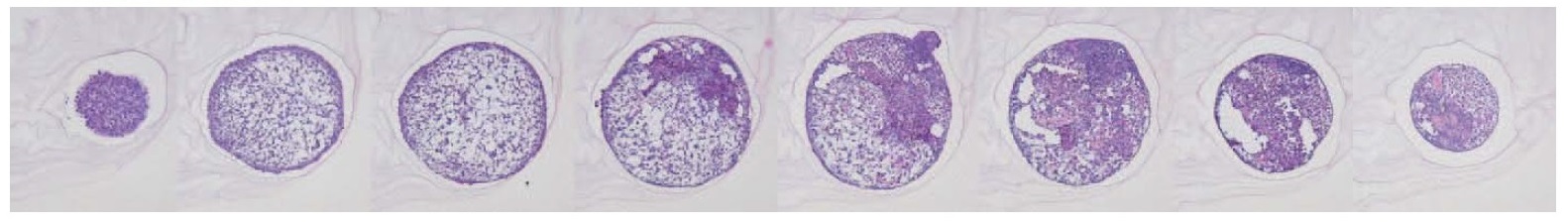 マウス細胞由来の胚様体