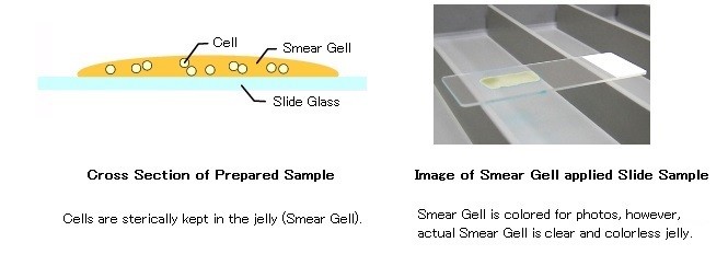 Image of Smear Gell