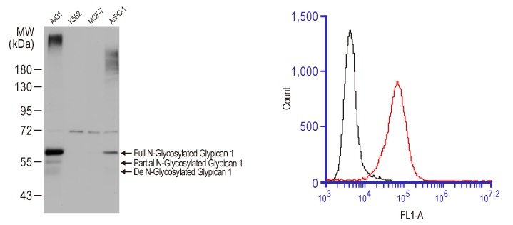 Glypican-1 antibody (#GTX104557)のWBとFCM