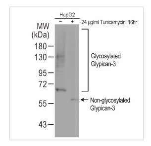 GPC3 antibody (#GTX633410)のWB