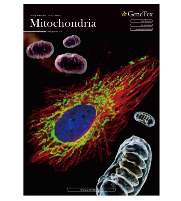 ミトコンドリア（Mitochondria）研究用抗体の紹介フライヤー