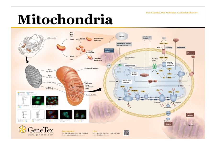 ミトコンドリア（Mitochondria）研究用抗体の紹介ポスター