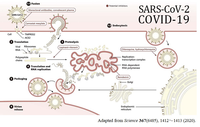 SARS-CoV-2の感染